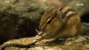 Nhai ngấu nghiến rắn độc, sóc chuột bỏ mạng vì bị báo thù