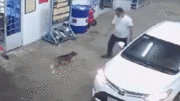 Đi ôtô vào đổ xăng, người đàn ông tiện tay trộm chó mang về