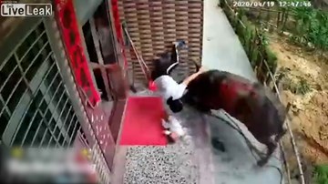 Trâu điên húc văng người phụ nữ đang bế con nhỏ trước của nhà