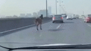 Ngựa bất ngờ cắn đứt dây rồi bỏ chạy trên đường cao tốc