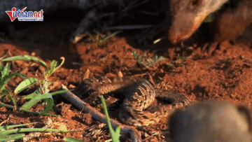 Lạc vào 'lãnh địa tử thần', rắn độc bị đàn cầy Mangut xé thịt đến chết