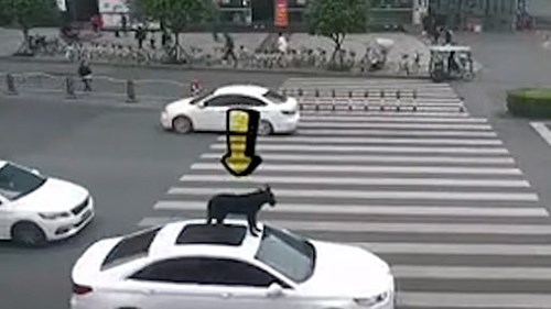 Chó ngồi trên nóc ô tô đi dạo phố vì hết chỗ trong xe