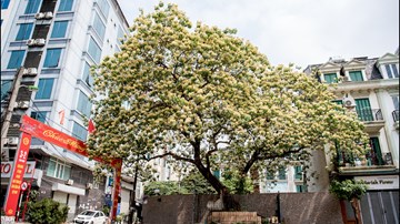 Cây Hoa Bún 300 năm tuổi giữa Hà Nội, nở 1 lần mỗi năm rồi như 'chết khô'