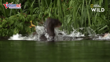 Đi lạc vào lãnh địa cấm, hung thần Amazon chết thảm bởi gia đình rái cá