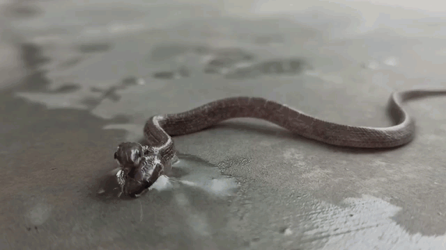 Bất ngờ bắt được rắn sói 2 đầu hiếm có trong tự nhiên