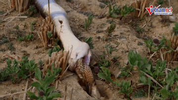 Đói mồi, hổ mang chúa kéo bạn tình từ dưới hang lên xơi tái