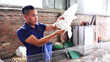 Chàng du học sinh bỏ nghề lập trình, về quê nuôi bồ câu kiếm 3 tỷ/năm