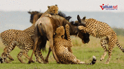 Báo săn Cheetah: 'Kẻ hủy diệt' trên thảo nguyên Châu Phi