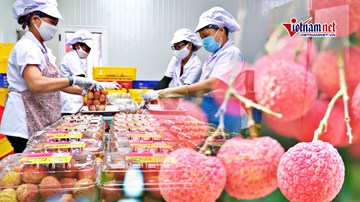 Vải thiều Thanh Hà lần đầu 'lên tàu biển' tới Singapore