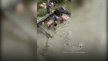 Xe tải lao xuống sông, tài xế vật lộn cùng 40 con lợn bì bõm dưới nước