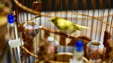 Đàn chim quý tộc trị giá 10 tỷ: Ở điều hòa, có 'bảo mẫu' chăm sóc