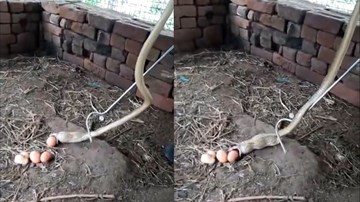 Đột nhập chuồng gà bị bắt, rắn hổ mang đành nôn trả 5 quả trứng