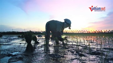Tránh nắng 40 độ C, nông dân Hà Nội ra đồng cấy lúa từ 3 giờ sáng