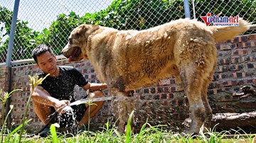 Đủ cách giải nhiệt chó cưng nặng 100kg, giá trăm triệu đồng/ con