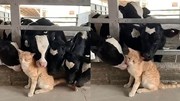 Khoảnh khắc chú mèo được cả đàn bò chen nhau hôn hít gây sốt
