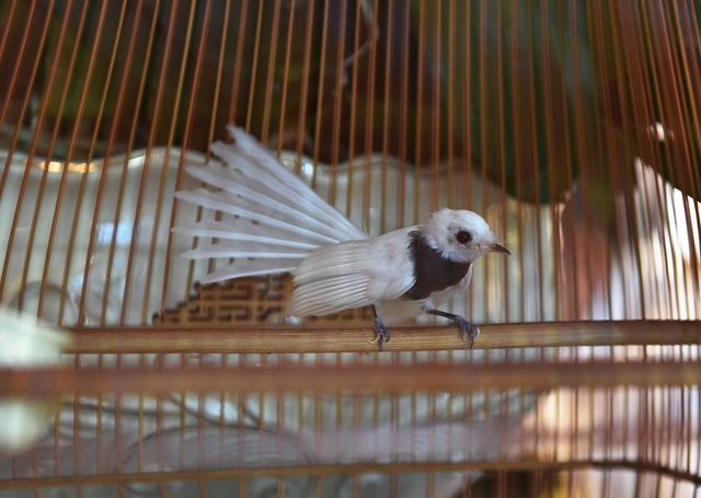 Chim Sẻ Quạt Trắng - 'Nữ Hoàng' Chim Việt, Đại Gia Singapore Không Mua Nổi