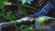 Hổ mang chúa tàn nhẫn giết chết một trong 'tứ đại nọc độc' ở Ấn Độ