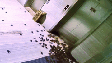 Quên lấy hàng, nữ nhân viên khiến 10kg tôm hùm đất 'xâm chiếm' tòa nhà