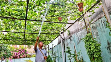 Trồng giàn nho 500 m2 trước sân nhà ở Sài Gòn, thu hàng trăm triệu mỗi năm