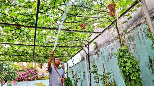 Trồng giàn nho 500 m2 trước sân nhà ở Sài Gòn, thu hàng trăm triệu mỗi năm