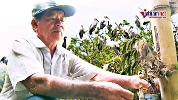 Vườn chim quý liên tục bị phá tổ, bắt trộm chim non bán cho quán nhậu