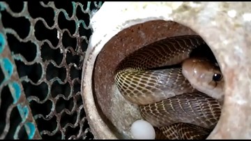 Kịch tính màn giải cứu đàn chim khỏi lồng bị rắn hổ mang xâm nhập