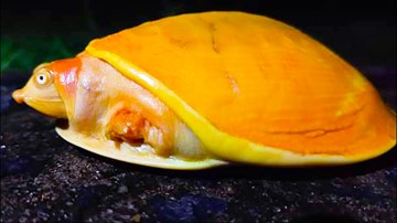 Phát hiện rùa vàng cực hiếm ở Ấn Độ