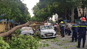 Hà Nội: Cành cây xà cừ lớn gãy, làm hỏng 3 xế hộp gần bệnh viện 108