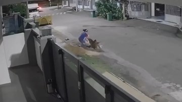 Thanh niên lái ô tô lao ra đường giải cứu người phụ nữ bị chó cắn