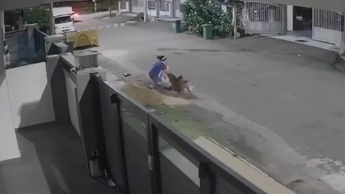 Thanh niên lái ô tô lao ra đường giải cứu người phụ nữ bị chó cắn