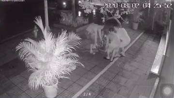Rạng sáng, 3 người đi ô tô ngang nhiên trộm chậu hoa giấy trước cửa nhà