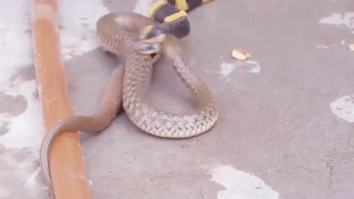 Bị cạp nong cực độc tấn công, rắn nước quyết tâm chống trả đến cùng