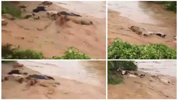 Khoảnh khắc lũ xiết cuốn trôi đàn bò hơn 100 con ở Trung Quốc