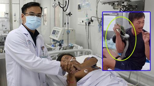 Diễn biến mới nhất vụ rắn hổ mang chúa dài 3m, nặng 4,5kg cắn người