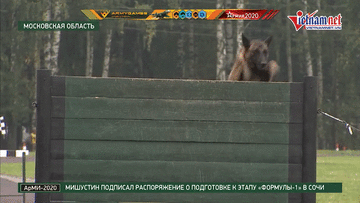 Đội tuyển huấn luyện chó nghiệp vụ của Việt Nam tranh tài ở Army Games 2020