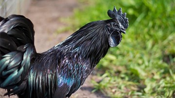 Giải mã 'gà mặt quỷ' có giá hàng chục triệu được nhiều người săn đón