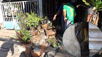 Giải cứu trăn dài gần 5m trốn trong chậu cây trước cửa nhà