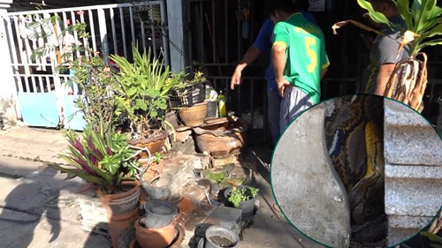 Giải cứu trăn dài gần 5m trốn trong chậu cây trước cửa nhà