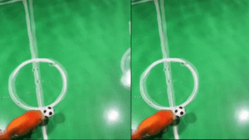 Huấn luyện cá vàng đá bóng,  HLV sở hữu đội bóng đặc biệt nhất thế giới