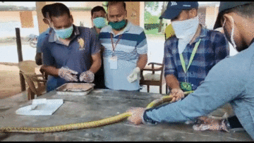 2 giờ giải cứu rắn chuột mắc kẹt trong máy trộn kim loại