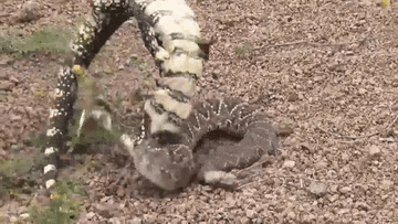 Tưởng vớ được miếng mồi ngon, thằn lằn bị rắn đuôi chuông phản đòn