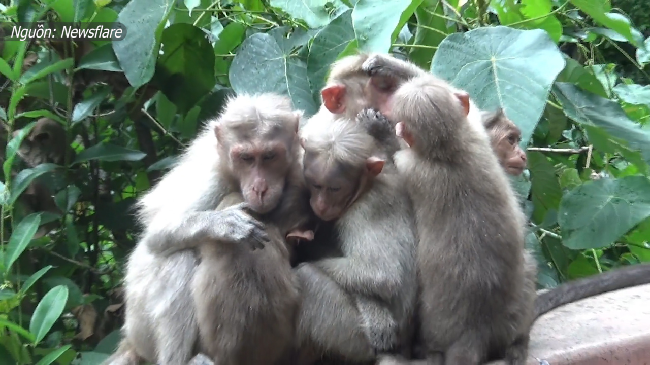 Khỉ con: Bạn tin rằng con vật cũng có tình cảm và cách học tập của riêng chúng? Hãy thưởng thức hình ảnh và video về khỉ con, những điều tuyệt vời mà chúng có thể học được từ mẹ và gia đình của mình. Với sự ngộ nghĩnh và tài năng của chúng, bạn sẽ không thể rời mắt khỏi những giây phút này.