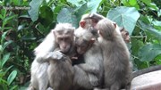 Khoảnh khắc đàn khỉ ôm nhau giữ ấm cho khỉ con trong cơn mưa