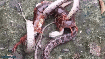 Rết khổng lồ dùng 'độc chiêu' kết liễu rắn trong tích tắc
