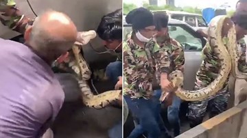 Nghẹt thở giải cứu trăn đá khổng lồ ‘cố thủ’ trong gầm ô tô trên cao tốc