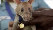 Chú chuột đầu tiên trên TG nhận huy chương vì thực hiện nhiệm vụ chết người