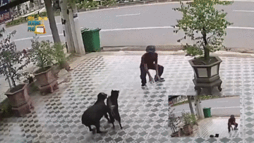 Người đàn ông 'múa võ' truy đuổi chó dữ khiến dân mạng thích thú