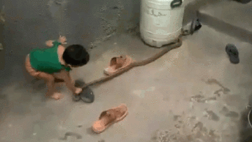 Bé gái 2 tuổi thản nhiên kéo đuôi rắn trong sân khiến nhiều người thót tim