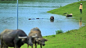 Trâu đàn đằm mình trong kênh dẫn nước thô vào nhà máy nước sạch sông Đà