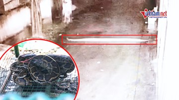 Trăn 'khủng' chui từ cống vào nhà dân ở TP.HCM